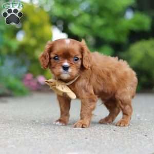 George, Cavalier King Charles Mix Puppy